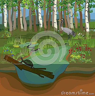 Ecosystem of swamp wit different swamp inhabitants Vector Illustration